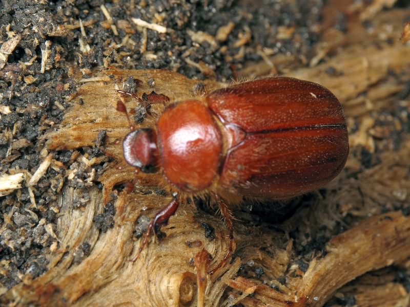 Holochelus aequinoctialis (Herbst, 1790)